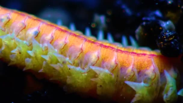 多毛生物 海洋蠕虫 黑海的动物 — 图库视频影像