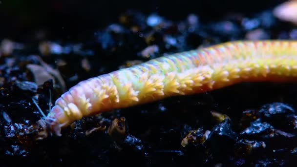 Polychètes Vers Marins Nereis Faune Mer Noire — Video