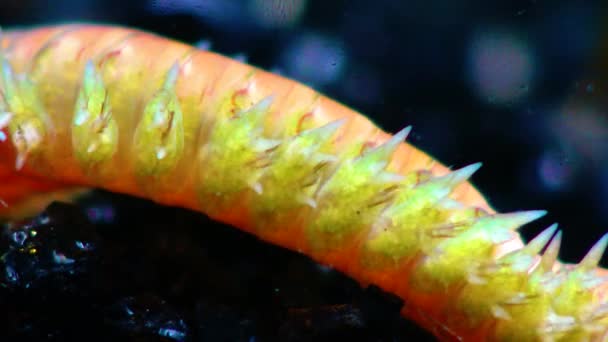Polycheten Zeewormen Nereis Fauna Van Zwarte Zee — Stockvideo