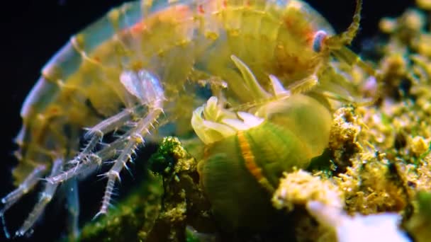 Pequeno Crustáceo Gammarus Capturado Por Uma Pequena Actinia Invasor Mar — Vídeo de Stock