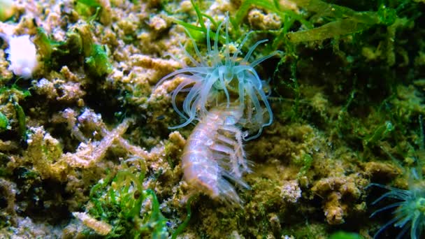 Pequeño Crustáceo Gammarus Capturado Por Una Pequeña Actinia Invasor Mar — Vídeos de Stock