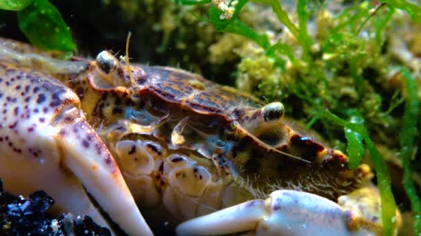 Zwarte Zee Invasieve Krab Indringer Rhithropanopeus Harrisii Zuiderzeekrab Dwergkrab Estuariene — Stockvideo