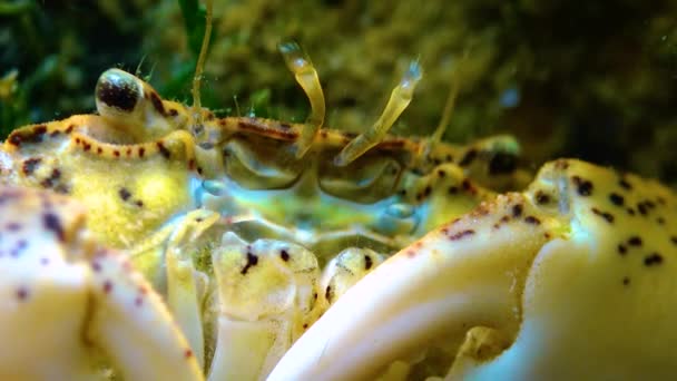 Zwarte Zee Invasieve Krab Indringer Rhithropanopeus Harrisii Zuiderzeekrab Dwergkrab Estuariene — Stockvideo