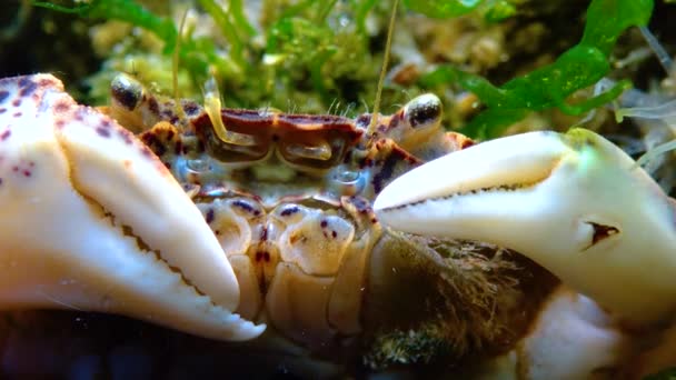 Fekete Tenger Invazív Rák Betolakodó Rhithropanopeus Harrisii Zuiderzee Rák Törpe — Stock videók