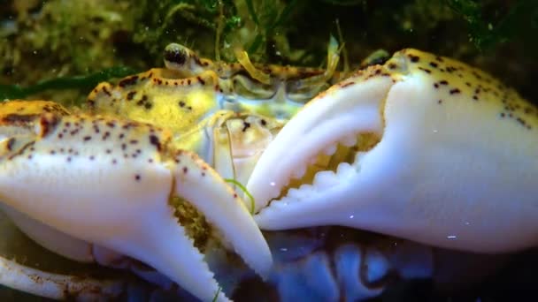 Zwarte Zee Invasieve Krab Indringer Rhithropanopeus Harrisii Zuiderzeekrab Dwergkrab Estuariene — Stockvideo