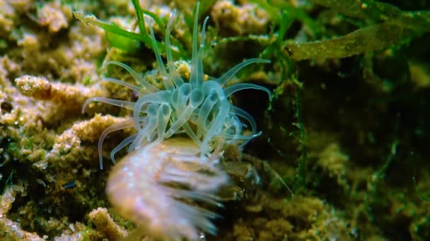 Pequeño Crustáceo Gammarus Capturado Por Una Pequeña Actinia Invasor Mar — Vídeos de Stock