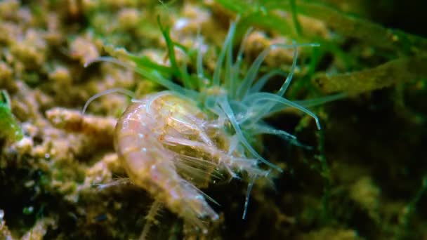 小さなActiniaによって捕獲された小さな甲殻類Gammarus 黒海の侵略者Diadumene Lineta — ストック動画