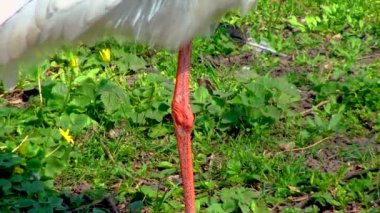 Beyaz leylek (Ciconia ciconia), kırmızı gagalı ve bacaklı büyük ender bir kuş, Ukrayna kuşları..