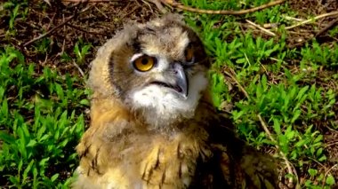 Avrasya kartal baykuşu (Bubo bubo), çalılıklarda saklanan genç bir kuş, Ukrayna kuşları..