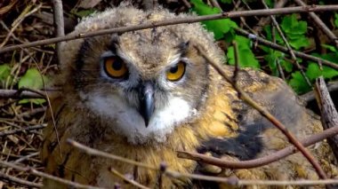 Avrasya kartal baykuşu (Bubo bubo), çalılıklarda saklanan genç bir kuş, Ukrayna kuşları..