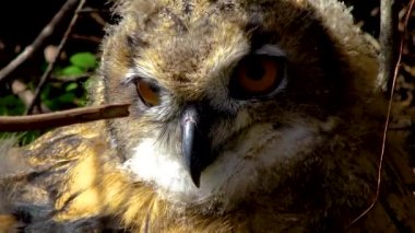 Avrasya kartal baykuşu (Bubo bubo), çalılıklarda saklanan genç bir kuş, Ukrayna kuşları..