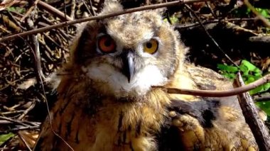 Avrasya kartal baykuşu (Bubo bubo), çalılıklarda saklanan genç bir kuş, Ukrayna kuşları..