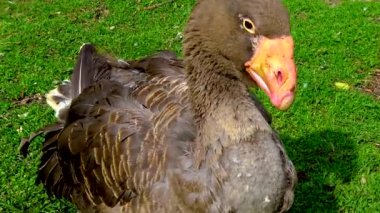 Hayvanat bahçesindeki çimlerin üzerinde büyük başlı kazlar, Ukrayna.