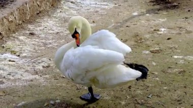 Yetişkin dilsiz bir kuğu, Ukrayna hayvanat bahçesinde tüyleri temizler..