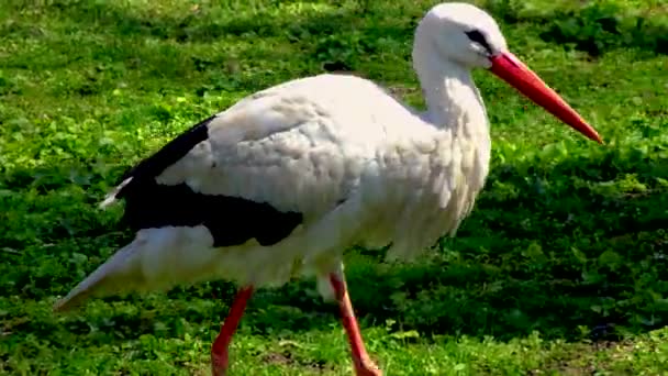 Witte Ooievaar Ciconia Ciconia Grote Zeldzame Vogel Met Rode Snavel — Stockvideo