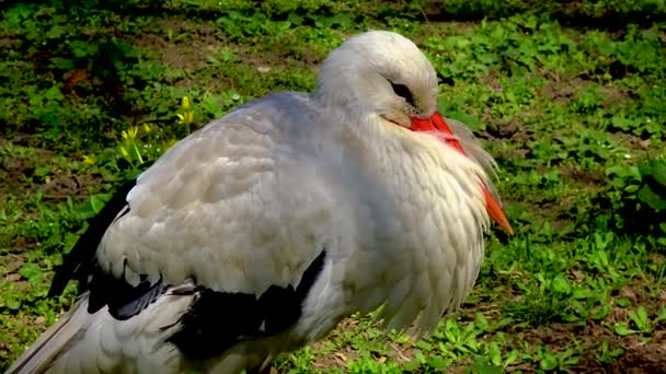 Cicogna Bianca Ciconia Ciconia Grande Uccello Raro Con Becco Rosso — Video Stock