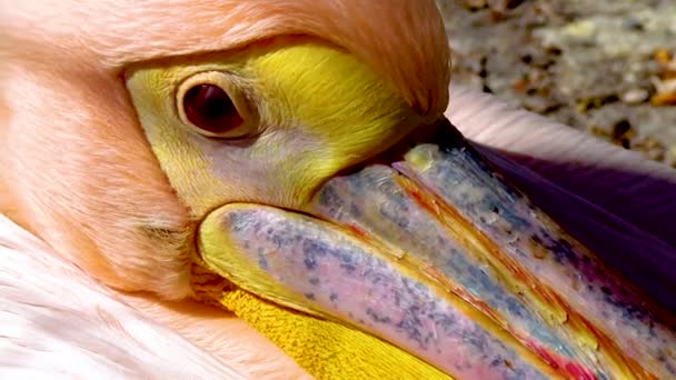 Большой Белый Пеликан Pelecanus Onocrotalus Крупный План Головы Птицы Птицы — стоковое видео