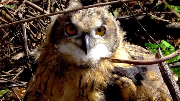 Euroasijský Orel Sova Bubo Bubo Mladý Pták Skrývá Houštinách Ptáci — Stock video