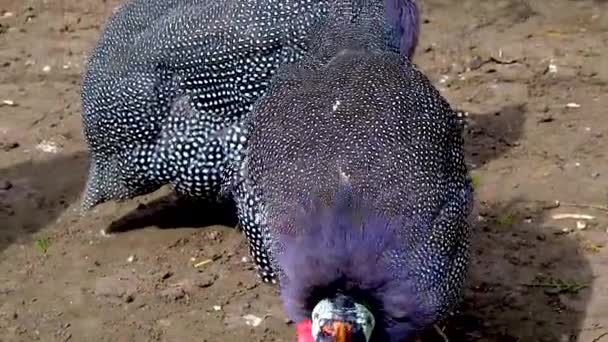 Pintade Casquée Également Connue Sous Nom Pintade Numida Meleagris Zoo — Video