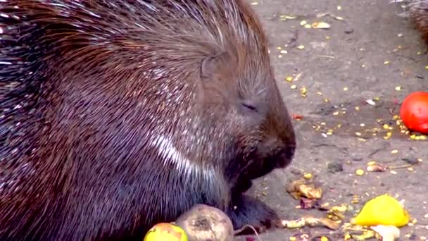 Velký Dikobraz Jíst Zeleninu Zoo Ukrajina — Stock video