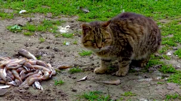 Evcil Kedi Ukrayna Nın Hayvanat Bahçesindeki Çimlerde Balık Yiyor — Stok video