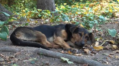 Uman, Ukrayna 'daki Sofievsky parkındaki çimlerde dinlenen evsiz köpek.