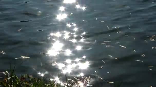 Sonneneinstrahlung Auf Dem Wasser Spiegelung Der Sonne Seewasser — Stockvideo