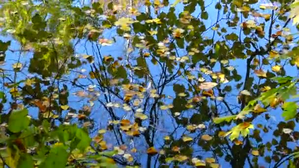 Outono Folhas Amarelas Oscilam Água Reflexos Água Sofievsky Park Uman — Vídeo de Stock