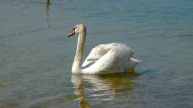 Genç dilsiz kuğu (Cygnus olor) Ukrayna 'nın Tiligulsky kentindeki tuzlu nehir kıyısında yavaşça yüzer..
