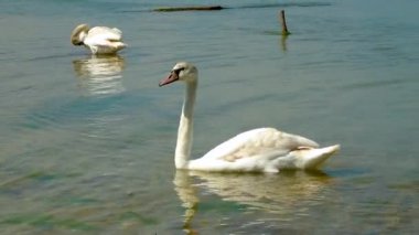 Genç dilsiz kuğu (Cygnus olor) Ukrayna 'nın Tiligulsky kentindeki tuzlu nehir kıyısında yavaşça yüzer..