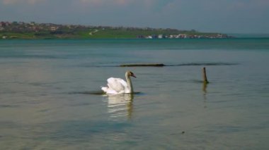 Genç dilsiz kuğu (Cygnus olor) Ukrayna 'nın Tiligulsky kentindeki tuzlu nehir kıyısında yavaşça yüzer..