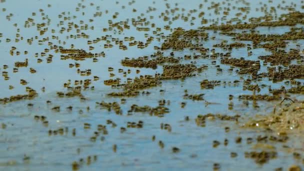 ウクライナの塩辛い河口の水の表面にあるDiptera Ephydridae 海岸フライ ブラインフライ — ストック動画