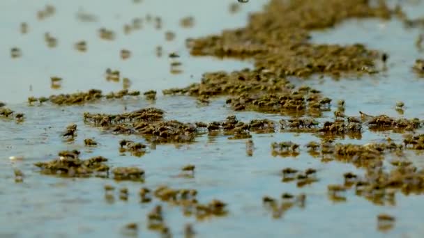 Diptera Ephydridae Mosca Costa Mosca Salmoura Superfície Água Estuário Salgado — Vídeo de Stock