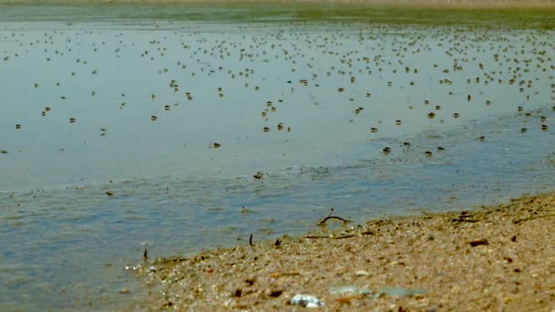 Diptera Ephydridae Mosca Costa Mosca Salmoura Superfície Água Estuário Salgado — Vídeo de Stock