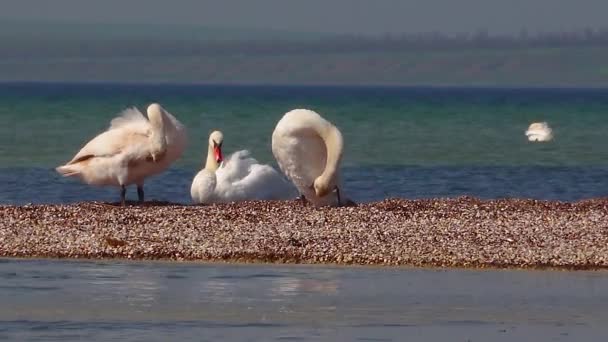 Junge Höckerschwäne Ruhen Sich Auf Einer Sandspucke Einer Salzigen Mündung — Stockvideo