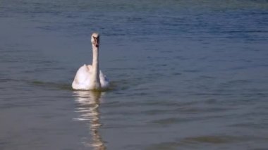 Genç dilsiz kuğu (Cygnus olor) Ukrayna 'nın Tiligulsky kentindeki tuzlu nehir kıyısında yavaşça yüzer..