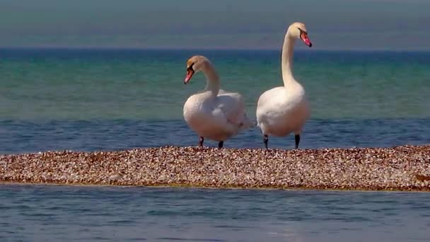 Cisnes Mudos Jovens Descansam Uma Saliva Areia Estuário Salgado Ucrânia — Vídeo de Stock