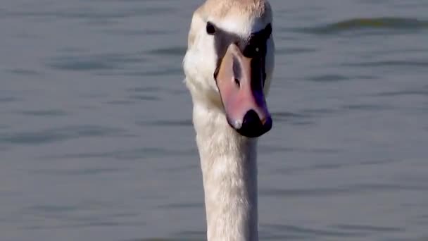 Cygnus Olor Close Cisne Mudo Jovem Perto Costa Estuário Sal — Vídeo de Stock