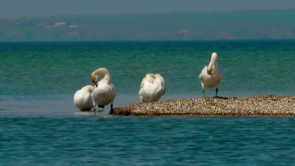 Jonge Stomme Zwanen Rusten Een Zandspuug Een Zoute Monding Oekraïne — Stockvideo