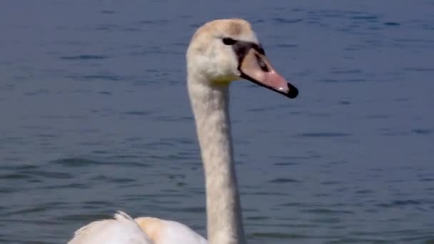 Νεαρός Μουγγός Κύκνος Cygnus Olor Κολυμπά Αργά Κοντά Στην Ακτή — Αρχείο Βίντεο