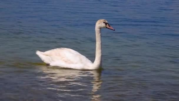 Cisne Mudo Jovem Cygnus Olor Nadar Lentamente Perto Costa Estuário — Vídeo de Stock