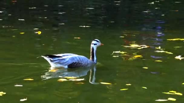 Eend Zwemt Tussen Gele Bladeren Die Het Water Vallen — Stockvideo