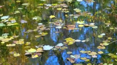 Sonbahar, sarı yapraklar, yaprak Sofya Parkı 'na düşer, Uman, Ukrayna