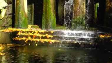 Sonbahar, şelalenin suyu sarı yapraklara dökülür. Sofievsky Parkı, Uman, Ukrayna