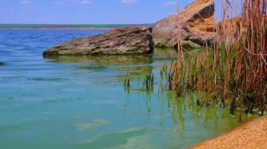 Khadzhibeyskyi Liman, Ukrayna 'da zararlı alg çiçekleri (Microcystis aeruginosa).