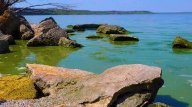 Zararlı alg çiçeği (Microcystis aeruginosa) ve Enteromorpha Ukrayna 'nın Khadzhibeyskyi Liman şehrinde