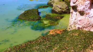 Zararlı alg çiçeği (Microcystis aeruginosa) ve Enteromorpha Ukrayna 'nın Khadzhibeyskyi Liman şehrinde