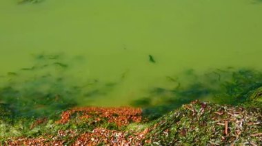 Zararlı alg çiçeği (Microcystis aeruginosa) ve Enteromorpha Ukrayna 'nın Khadzhibeyskyi Liman şehrinde