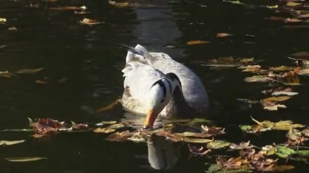 Pato Nada Entre Hojas Amarillas Caídas Sobre Agua — Vídeo de stock