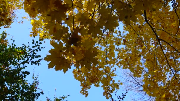 Herfst Gele Esdoorn Bladeren Aan Een Boom Blad Vallen Sophia — Stockvideo